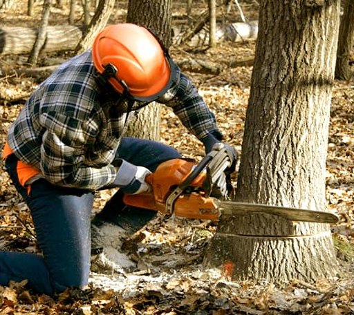 Tree Removal in Auberry, CA